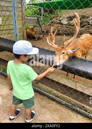 Ein kleiner Junge in einem grünen Hemd, der seine Hand ausstreckt, um ein Hirsch zu füttern. Stockfoto