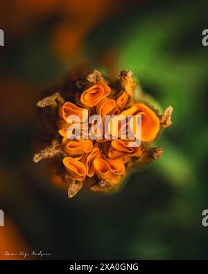 Eine Nahaufnahme einer orangen Blume Stockfoto