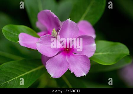 Catharanthus roseus, gemeinhin bekannt als leuchtende Augen, Cape Periwinkle, Friedhofsanlage, Madagaskar Periwinkle, alte Jungfer, Rosa Periwinkle, Rosa Periwinkl Stockfoto