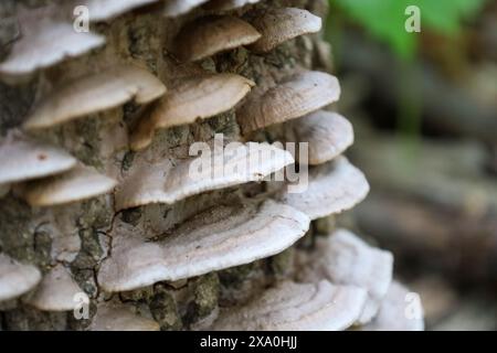 Pilze wachsen auf Baumrinde in einem Wald mit grünen Blättern darüber Stockfoto