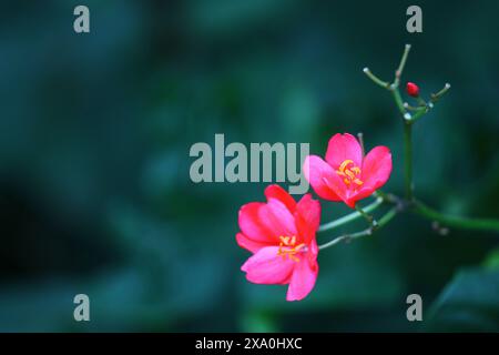 Eine Nahaufnahme von zwei kleinen rosa Blüten auf einem grünen Stiel bei schwachem Licht. Stockfoto