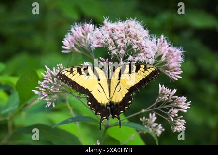 Schmetterling, der im Nachmittagslicht auf Blumen und Blättern ruht Stockfoto