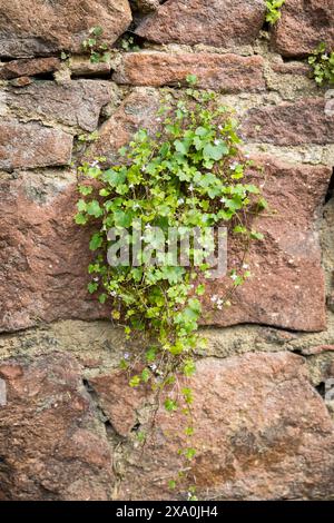 Zimbelkraut Cymbalaria muralis an einer Mauer, Sachsen, Deutschland *** Cymbalaria muralis an einer Wand, Sachsen, Deutschland Stockfoto