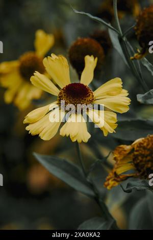 Eine leuchtende Sonnenblume mit gelben Blütenblättern, umgeben von braunen und orangen Blüten Stockfoto