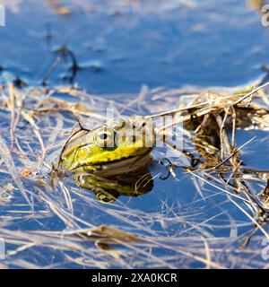 Ein Frosch, der sich im Wasser zwischen Algen versteckt. Stockfoto