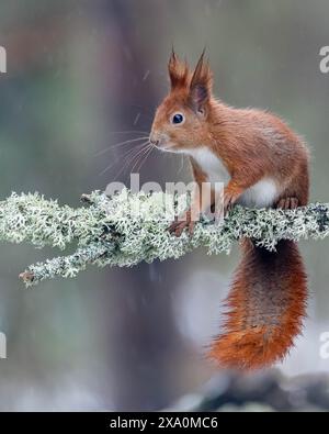 Ein Rotes Eichhörnchen in den Snow Cairngorms Stockfoto