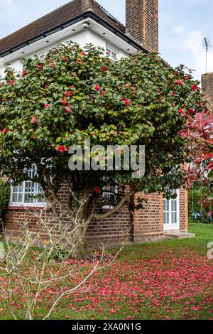 Große rote Blüten von Kamelienstrauch oder -Baum, blühende Pflanze wächst im britischen Garten in London, Hampstead, Nahaufnahme Stockfoto