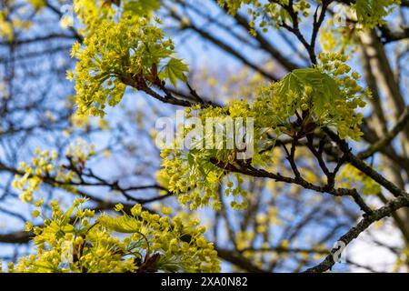 Acer platanoides, allgemein bekannt als norwegischer Ahornbaum in der Frühlingsblüte Stockfoto