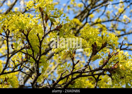 Acer platanoides, allgemein bekannt als norwegischer Ahornbaum in der Frühlingsblüte Stockfoto