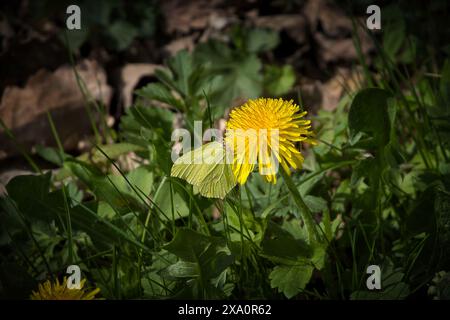 Eine Nahaufnahme eines Schwefel-Schmetterlings auf einem gelben Löwenzahn auf einem Feld Stockfoto