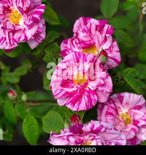Nahaufnahme der Blumen von Rosa Gallica 'versicolor' in einem Garten im Frühsommer Stockfoto