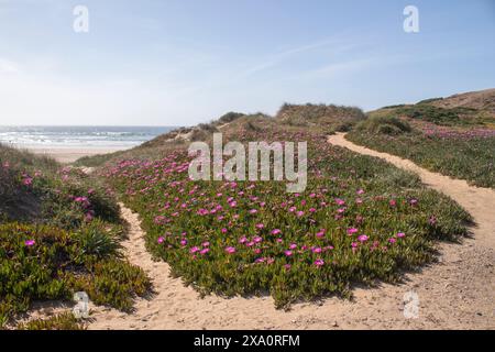 Wanderwege durch eine Weite von Carpobrotus edulis (Hottentot-Feige), bodenschleichende Pflanzen mit saftigen Blättern, in der Nähe von Cordoama Beach, Algarve, Portug Stockfoto