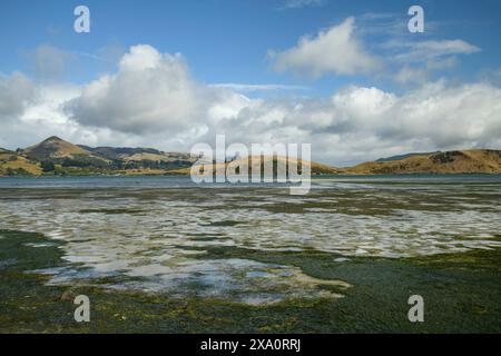 Neuseeland, Südinsel, Otago, Otago Halbinsel Stockfoto
