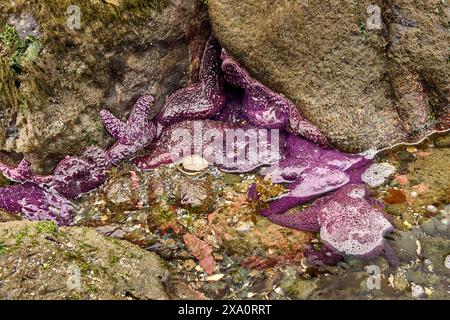 Viele violette Seesterne, die sich an den Felsen an einem nassen, bunten Gezeitenbecken festhalten. Stockfoto