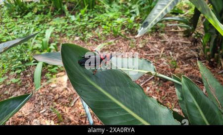 Ein Koppie-Schaum-Grashüpfer auf einem großen grünen Blatt. Dictyophorus spumans Stockfoto