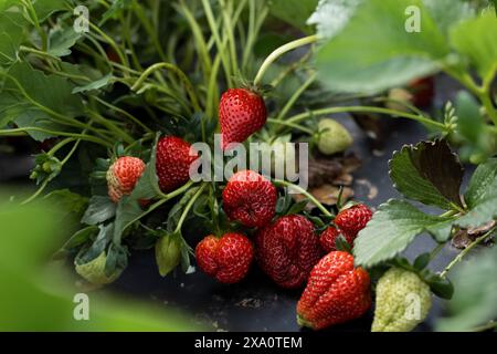Ein paar Erdbeeren auf einer Farm in Texas Stockfoto