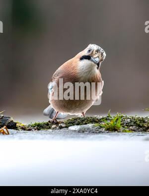 Eine Nahaufnahme von Eurasian Jay, der auf einem Baumzweig sitzt und nach vorne blickt Stockfoto