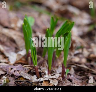 Wilder Lauch im Wald beginnt gerade in Ontario, Kanada, zu sprießen Stockfoto