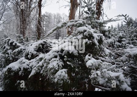 Eine verschneite Kiefer mit dichten Zweigen im Fokus. Stockfoto