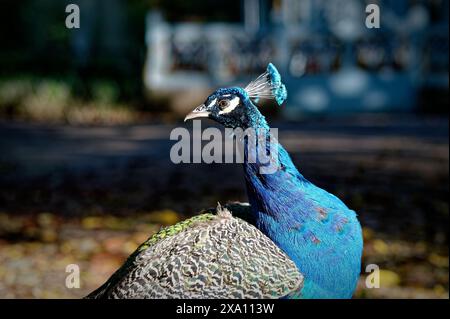 Ein lebendiger Pfau, der wegblickt Stockfoto