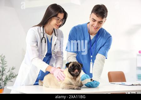 Junge Tierärzte, die Mops-Hundepfote in der Klinik verbinden Stockfoto