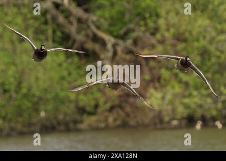 Die drei Mallard Ducks fliegen über einem Gewässer. Stockfoto