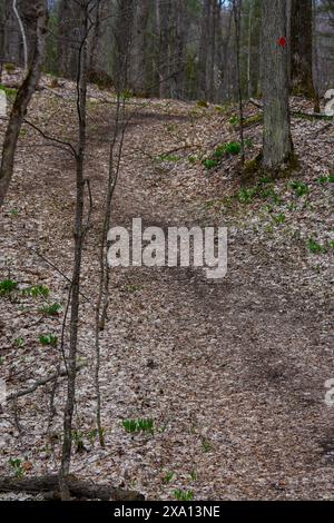 Ein Waldweg in Ontario, Kanada, bedeckt mit gefallenen Blättern Stockfoto
