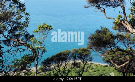 Blick vom Wilkinson Track auf Kapiti Island, Blick hinunter durch ti Bäume zum felsigen nördlichen Landeplatz an der Rangatira Bay Stockfoto