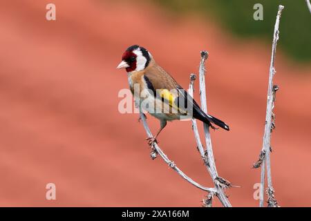 Europäischer Goldfinkenvogel auf einem Zweig (Carduelis carduelis) Stockfoto