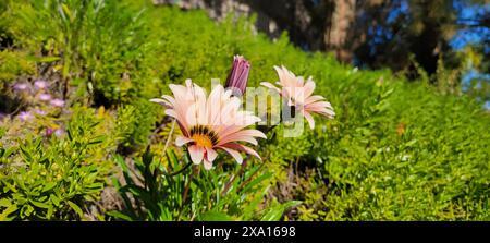 Eine Nahaufnahme von schönen, scharfen Gazania Blumen in Blüte inmitten üppigen Grüns Stockfoto