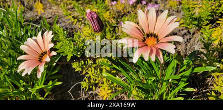 Eine Nahaufnahme von schönen, scharfen Gazania Blumen in Blüte inmitten üppigen Grüns Stockfoto
