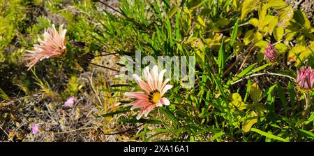 Eine Nahaufnahme von schönen, scharfen Gazania Blumen in Blüte inmitten üppigen Grüns Stockfoto