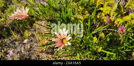 Eine Nahaufnahme von schönen, scharfen Gazania Blumen in Blüte inmitten üppigen Grüns Stockfoto