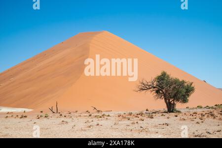 Einsames Sandgelände mit einem einsamen Baum an einem abgelegenen Ort Stockfoto