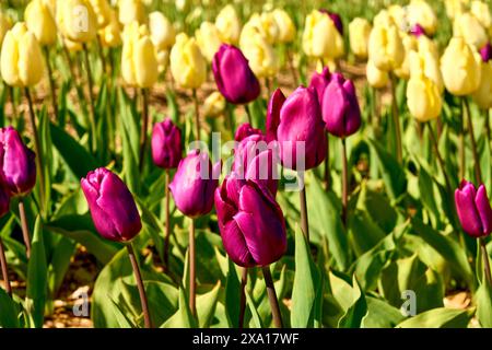 Hellrosa Tulpen und ihre eleganten Stiele vor einem Hintergrund aus gelben Tulpen. Stockfoto