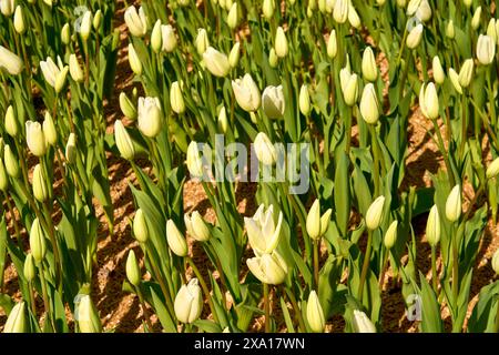 Mehrere gelbe Tulpen mit ihren grünen Stielen bilden ein Muster gegen das orange Sägemehl. Stockfoto