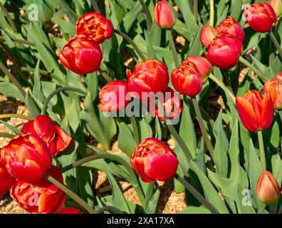 Wunderschöne leuchtend rote Tulpen und ihre Stiele in einem Bett aus Sägemehl bei einem Frühlingstulpen Festival. Stockfoto