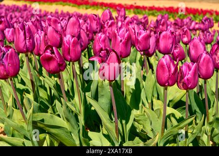 Viele leuchtend dunkelrosa Tulpen und ihre eleganten grünen Stiele in einem dichten Bett mit einer Reihe roter Tulpen schräg dahinter. Stockfoto