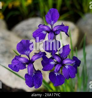 Nahaufnahme einer Gruppe von drei tiefvioletten sibirischen Iris vor einem Hintergrund von verschwommenen großen Gartenfelsen. Stockfoto