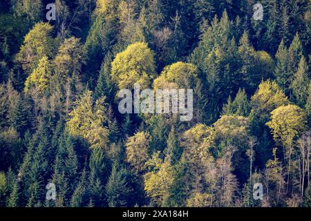 Ein malerischer Blick auf die blühenden Ahornbäume am Mount Bruce vom Mount Maxwell, Salt Spring Island, BC, Kanada Stockfoto