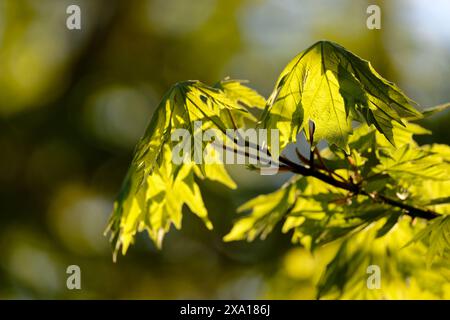 Eine Nahaufnahme von Ahornblättern, die im Frühling wehen, Fulford Harbour, Salt Spring Island, BC, Kanada Stockfoto