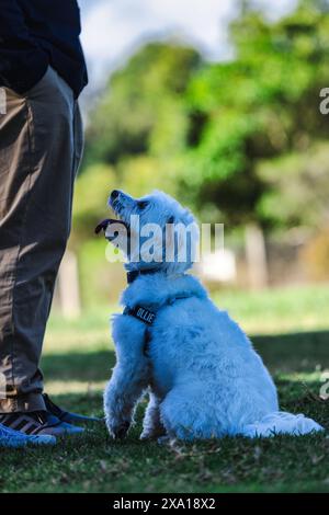 Ein kleiner Hund an der Leine neben einer Person, die ihr Bein hebt Stockfoto