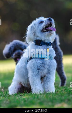Ein kleiner Hund, der auf einem Feld sitzt und seine Zunge herausragt Stockfoto