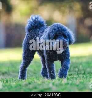 Ein kleiner schwarzer Hund flirrt auf einem sonnigen Grasfeld Stockfoto