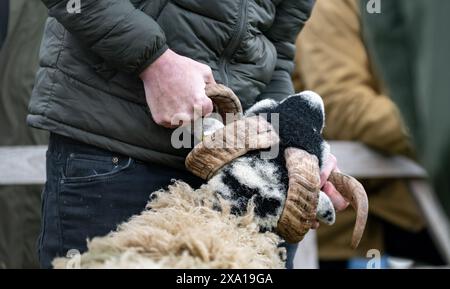 Swaledale Sheep bei der Tan Hill Spring Show 2024. Stockfoto