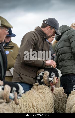 Swaledale Sheep bei der Tan Hill Spring Show 2024. Stockfoto