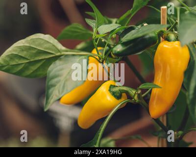 Zwei lebendige Paprika mit grünen Blättern, die in einem Garten wachsen Stockfoto