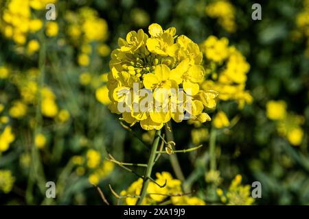 Nahaufnahme von Blumen mit Wassertröpfchen Stockfoto