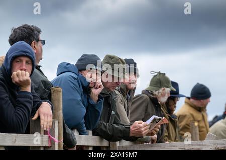 Swaledale Sheep bei der Tan Hill Spring Show 2024. Stockfoto