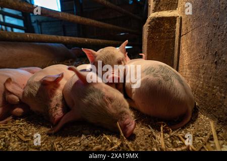 Kleine Ferkel kuscheln sich in einen Stift auf Stroh Stockfoto